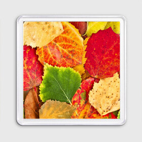 Магнит 55*55 с принтом Осень в Петрозаводске, Пластик | Размер: 65*65 мм; Размер печати: 55*55 мм | берёза | дары осени | жёлтый | зелёный | золотой | краски | красный | красота | листва | листья | наряд | оранжевый | осень | осина | покров | природа