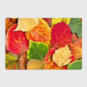 Магнитный плакат 3Х2 с принтом Осень в Петрозаводске, Полимерный материал с магнитным слоем | 6 деталей размером 9*9 см | Тематика изображения на принте: берёза | дары осени | жёлтый | зелёный | золотой | краски | красный | красота | листва | листья | наряд | оранжевый | осень | осина | покров | природа
