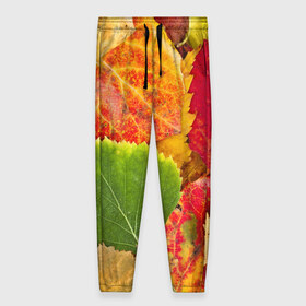 Женские брюки 3D с принтом Осень в Петрозаводске, полиэстер 100% | прямой крой, два кармана без застежек по бокам, с мягкой трикотажной резинкой на поясе и по низу штанин. В поясе для дополнительного комфорта — широкие завязки | берёза | дары осени | жёлтый | зелёный | золотой | краски | красный | красота | листва | листья | наряд | оранжевый | осень | осина | покров | природа