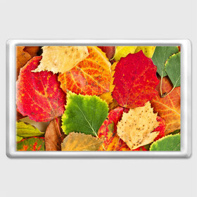 Магнит 45*70 с принтом Осень в Петрозаводске, Пластик | Размер: 78*52 мм; Размер печати: 70*45 | Тематика изображения на принте: берёза | дары осени | жёлтый | зелёный | золотой | краски | красный | красота | листва | листья | наряд | оранжевый | осень | осина | покров | природа