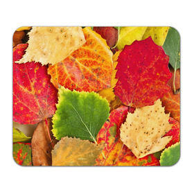 Коврик прямоугольный с принтом Осень в Петрозаводске, натуральный каучук | размер 230 х 185 мм; запечатка лицевой стороны | Тематика изображения на принте: берёза | дары осени | жёлтый | зелёный | золотой | краски | красный | красота | листва | листья | наряд | оранжевый | осень | осина | покров | природа
