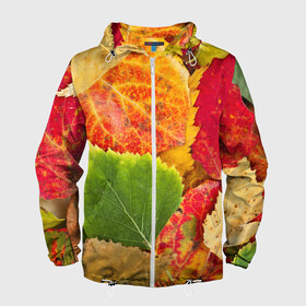 Мужская ветровка 3D с принтом Осень в Петрозаводске, 100% полиэстер | подол и капюшон оформлены резинкой с фиксаторами, два кармана без застежек по бокам, один потайной карман на груди | берёза | дары осени | жёлтый | зелёный | золотой | краски | красный | красота | листва | листья | наряд | оранжевый | осень | осина | покров | природа