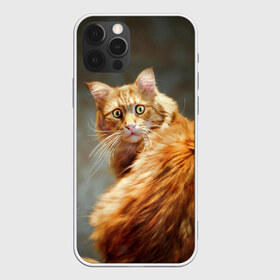 Чехол для iPhone 12 Pro Max с принтом Рыжий в Петрозаводске, Силикон |  | Тематика изображения на принте: cat | кот | кошка | рыжий