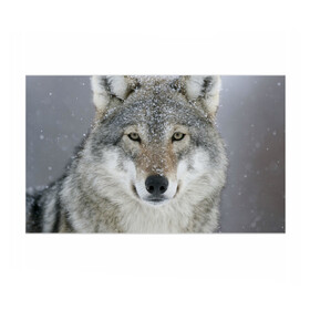 Бумага для упаковки 3D с принтом Добрый волк в Петрозаводске, пластик и полированная сталь | круглая форма, металлическое крепление в виде кольца | Тематика изображения на принте: взгляд | волк | волки | оскал