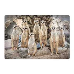 Магнитный плакат 3Х2 с принтом Сурикаты в Петрозаводске, Полимерный материал с магнитным слоем | 6 деталей размером 9*9 см | Тематика изображения на принте: животное | зверёк | калахари | мангуст | млекопитающее | сурикат | южная африка