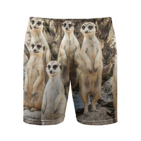 Мужские шорты 3D спортивные с принтом Сурикаты в Петрозаводске,  |  | животное | зверёк | калахари | мангуст | млекопитающее | сурикат | южная африка