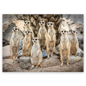 Поздравительная открытка с принтом Сурикаты в Петрозаводске, 100% бумага | плотность бумаги 280 г/м2, матовая, на обратной стороне линовка и место для марки
 | животное | зверёк | калахари | мангуст | млекопитающее | сурикат | южная африка