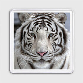 Магнит 55*55 с принтом Бенгальский тигр в Петрозаводске, Пластик | Размер: 65*65 мм; Размер печати: 55*55 мм | tiger | белый | дикая кошка | тигр | хищник