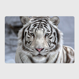 Магнитный плакат 3Х2 с принтом Бенгальский тигр в Петрозаводске, Полимерный материал с магнитным слоем | 6 деталей размером 9*9 см | Тематика изображения на принте: tiger | белый | дикая кошка | тигр | хищник