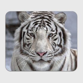 Коврик прямоугольный с принтом Бенгальский тигр в Петрозаводске, натуральный каучук | размер 230 х 185 мм; запечатка лицевой стороны | Тематика изображения на принте: tiger | белый | дикая кошка | тигр | хищник