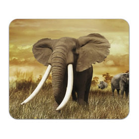 Коврик прямоугольный с принтом Могучий слон в Петрозаводске, натуральный каучук | размер 230 х 185 мм; запечатка лицевой стороны | elephant | африка | бивни | джунгли | мамонт | савана | сафари | слон | хобот