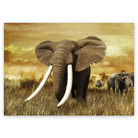 Поздравительная открытка с принтом Могучий слон в Петрозаводске, 100% бумага | плотность бумаги 280 г/м2, матовая, на обратной стороне линовка и место для марки
 | Тематика изображения на принте: elephant | африка | бивни | джунгли | мамонт | савана | сафари | слон | хобот