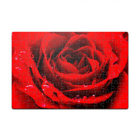 Пазл магнитный 126 элементов с принтом Роза в Петрозаводске, полимерный материал с магнитным слоем | 126 деталей, размер изделия —  180*270 мм | роза | розовая | розы | романтика | цветы