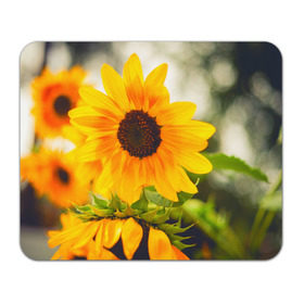 Коврик прямоугольный с принтом Подсолнухи в Петрозаводске, натуральный каучук | размер 230 х 185 мм; запечатка лицевой стороны | лето | подсолнух | солнце | цветы