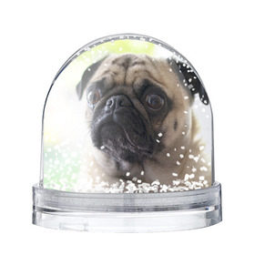 Снежный шар с принтом Мопс в Петрозаводске, Пластик | Изображение внутри шара печатается на глянцевой фотобумаге с двух сторон | мопс | мопсы | собака | собаки