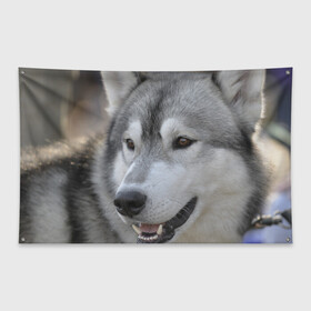 Флаг-баннер с принтом Хаски в Петрозаводске, 100% полиэстер | размер 67 х 109 см, плотность ткани — 95 г/м2; по краям флага есть четыре люверса для крепления | собака | собаки | хаски