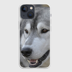 Чехол для iPhone 13 mini с принтом Хаски в Петрозаводске,  |  | собака | собаки | хаски