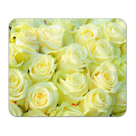 Коврик прямоугольный с принтом Белые розы в Петрозаводске, натуральный каучук | размер 230 х 185 мм; запечатка лицевой стороны | Тематика изображения на принте: лепесток | природа | роза | цветок | яркая