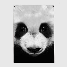 Постер с принтом Морда панды в Петрозаводске, 100% бумага
 | бумага, плотность 150 мг. Матовая, но за счет высокого коэффициента гладкости имеет небольшой блеск и дает на свету блики, но в отличии от глянцевой бумаги не покрыта лаком | 