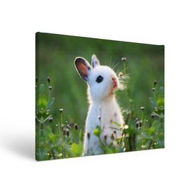 Холст прямоугольный с принтом Кролик в Петрозаводске, 100% ПВХ |  | Тематика изображения на принте: animal | baby | cute | flowers | fluffy | hare | lawn | little | meadow | rabbit | животное | заяц | кролик | луг | лужайка | маленький | малыш | милый | пушистый | цветы