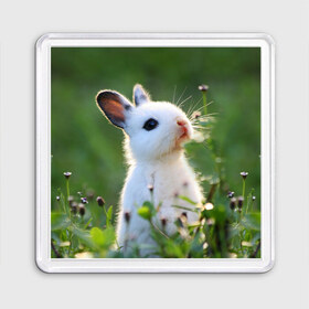Магнит 55*55 с принтом Кролик в Петрозаводске, Пластик | Размер: 65*65 мм; Размер печати: 55*55 мм | animal | baby | cute | flowers | fluffy | hare | lawn | little | meadow | rabbit | животное | заяц | кролик | луг | лужайка | маленький | малыш | милый | пушистый | цветы