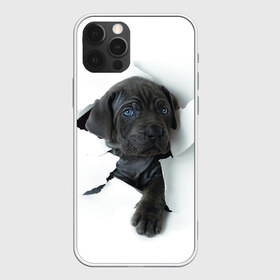 Чехол для iPhone 12 Pro Max с принтом щенок Кане Корсо в Петрозаводске, Силикон |  | animal | black | break | breed | dog | kid | paper | puppy | tear | torn | дог | животное | малыш | порода | прорыв | разрыв | рваная | собака | черный | щенок