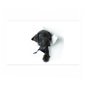 Бумага для упаковки 3D с принтом щенок Кане Корсо в Петрозаводске, пластик и полированная сталь | круглая форма, металлическое крепление в виде кольца | animal | black | break | breed | dog | kid | paper | puppy | tear | torn | дог | животное | малыш | порода | прорыв | разрыв | рваная | собака | черный | щенок