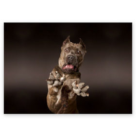 Поздравительная открытка с принтом Кане корсо в Петрозаводске, 100% бумага | плотность бумаги 280 г/м2, матовая, на обратной стороне линовка и место для марки
 | animal | breed | brown | dog | fear | jump | legs | throw | бросок | дог | животное | испуг | коричневый | лапы | порода | прыжок | собака