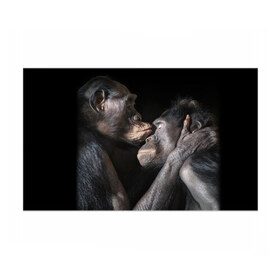 Бумага для упаковки 3D с принтом Шимпанзе в Петрозаводске, пластик и полированная сталь | круглая форма, металлическое крепление в виде кольца | chimps | family | feelings | kiss | monkeys | primates | любовь | обезьяны | поцелуй | приматы | семья | чувства | шимпанзе