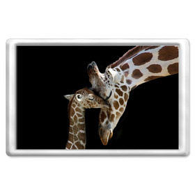 Магнит 45*70 с принтом Жирафы в Петрозаводске, Пластик | Размер: 78*52 мм; Размер печати: 70*45 | Тематика изображения на принте: africa | animals | baby | child | family | giraffes | head | mother | африка | головы | животные | жирафы | любовь | малыш | мама | ребенок | семья