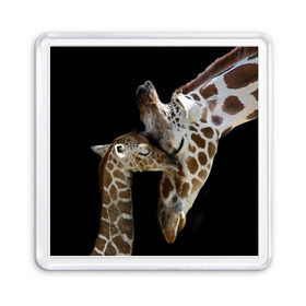 Магнит 55*55 с принтом Жирафы в Петрозаводске, Пластик | Размер: 65*65 мм; Размер печати: 55*55 мм | Тематика изображения на принте: africa | animals | baby | child | family | giraffes | head | mother | африка | головы | животные | жирафы | любовь | малыш | мама | ребенок | семья
