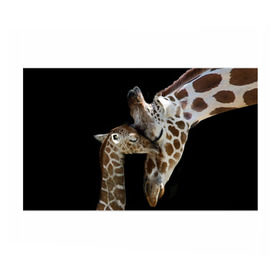 Бумага для упаковки 3D с принтом Жирафы в Петрозаводске, пластик и полированная сталь | круглая форма, металлическое крепление в виде кольца | africa | animals | baby | child | family | giraffes | head | mother | африка | головы | животные | жирафы | любовь | малыш | мама | ребенок | семья