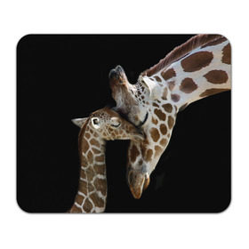 Коврик прямоугольный с принтом Жирафы в Петрозаводске, натуральный каучук | размер 230 х 185 мм; запечатка лицевой стороны | africa | animals | baby | child | family | giraffes | head | mother | африка | головы | животные | жирафы | любовь | малыш | мама | ребенок | семья
