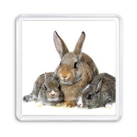 Магнит 55*55 с принтом Кролики в Петрозаводске, Пластик | Размер: 65*65 мм; Размер печати: 55*55 мм | animals | bunnies | cute | eared | family | fluffy | kids | mom | rabbits | животные | зайцы | кролики | малыши | мама | милые | пушистые | семья | ушастые