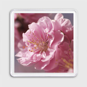 Магнит 55*55 с принтом Розовые цветы в Петрозаводске, Пластик | Размер: 65*65 мм; Размер печати: 55*55 мм | девушкам | розы | цветочки | цветы