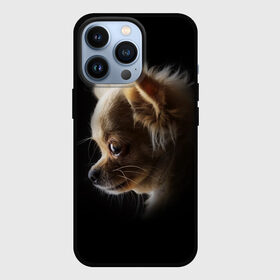 Чехол для iPhone 13 Pro с принтом Чихуахуа в Петрозаводске,  |  | голова животного | прикольные картинки | собака | чихуахуа | щенок