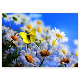 Поздравительная открытка с принтом Ромашки и бабочка в Петрозаводске, 100% бумага | плотность бумаги 280 г/м2, матовая, на обратной стороне линовка и место для марки
 | бабочки | лето | природа | ромашки | цветы