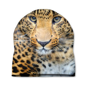 Шапка 3D с принтом Хищные животные в Петрозаводске, 100% полиэстер | универсальный размер, печать по всей поверхности изделия | леопард | пятнистый | хищник