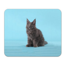 Коврик прямоугольный с принтом Кот мейн кун в Петрозаводске, натуральный каучук | размер 230 х 185 мм; запечатка лицевой стороны | котенок | мейнкун