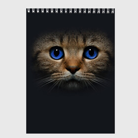 Скетчбук с принтом Кот с синими глазами в Петрозаводске, 100% бумага
 | 48 листов, плотность листов — 100 г/м2, плотность картонной обложки — 250 г/м2. Листы скреплены сверху удобной пружинной спиралью | кот | котенок | кошка | мордочка