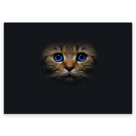 Поздравительная открытка с принтом Кот с синими глазами в Петрозаводске, 100% бумага | плотность бумаги 280 г/м2, матовая, на обратной стороне линовка и место для марки
 | кот | котенок | кошка | мордочка