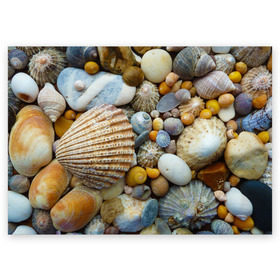Поздравительная открытка с принтом Морские ракушки и камни в Петрозаводске, 100% бумага | плотность бумаги 280 г/м2, матовая, на обратной стороне линовка и место для марки
 | камни | море | морские камни | ракушки