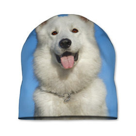 Шапка 3D с принтом белый пес в Петрозаводске, 100% полиэстер | универсальный размер, печать по всей поверхности изделия | dog | friend | взгляд | волк | друг | пес | собака | хаски