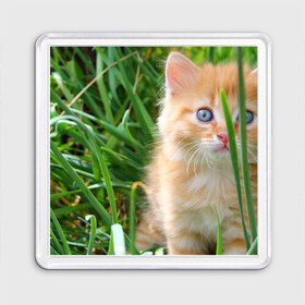 Магнит 55*55 с принтом Рыжий голубоглазый котёнок в Петрозаводске, Пластик | Размер: 65*65 мм; Размер печати: 55*55 мм | Тематика изображения на принте: 