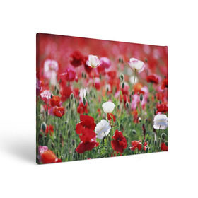 Холст прямоугольный с принтом Маки в Петрозаводске, 100% ПВХ |  | field | flowers | meadow | poppies | red | white | белые | красные | луг | маки | поле | полевые | цветы