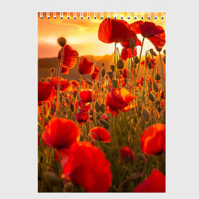 Скетчбук с принтом Маки в Петрозаводске, 100% бумага
 | 48 листов, плотность листов — 100 г/м2, плотность картонной обложки — 250 г/м2. Листы скреплены сверху удобной пружинной спиралью | field | flowers | meadow | nature | poppies | red | sky | summer | sun | sunset | wild | закат | красные | лето | луг | маки | небо | поле | полевые | природа | солнце | цветы