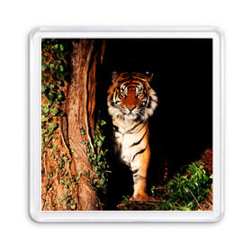 Магнит 55*55 с принтом Тигр в Петрозаводске, Пластик | Размер: 65*65 мм; Размер печати: 55*55 мм | Тематика изображения на принте: дикая кошка | лес | природа | тигр | хищник