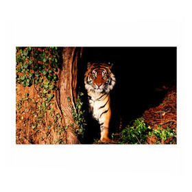Бумага для упаковки 3D с принтом Тигр в Петрозаводске, пластик и полированная сталь | круглая форма, металлическое крепление в виде кольца | дикая кошка | лес | природа | тигр | хищник