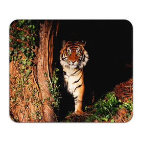 Коврик прямоугольный с принтом Тигр в Петрозаводске, натуральный каучук | размер 230 х 185 мм; запечатка лицевой стороны | Тематика изображения на принте: дикая кошка | лес | природа | тигр | хищник