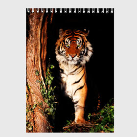 Скетчбук с принтом Тигр в Петрозаводске, 100% бумага
 | 48 листов, плотность листов — 100 г/м2, плотность картонной обложки — 250 г/м2. Листы скреплены сверху удобной пружинной спиралью | Тематика изображения на принте: дикая кошка | лес | природа | тигр | хищник